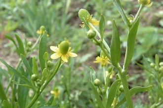 Celery-leaved Buttercup