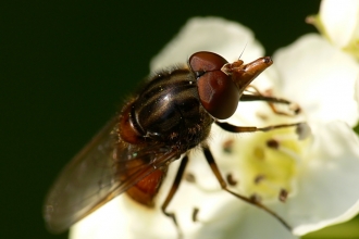 Heineken Fly