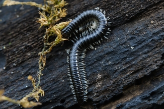 White-legged Snake Millipede