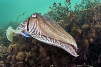 Common Cuttlefish