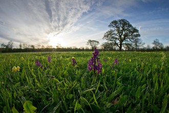 Eades Meadow