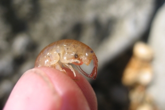 Sand hopper