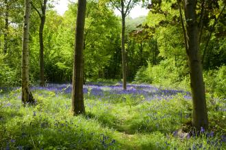 Trench Wood Nature Reserve