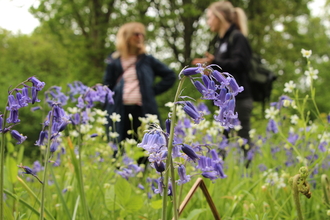 Monkwood bluebells