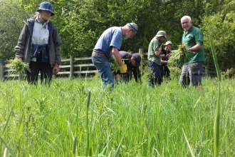 Roving volunteers clearing creeping thistle