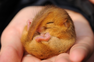 Dormouse asleep in a hand