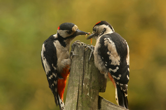 Great spotted woodpeckers by Bas Yates