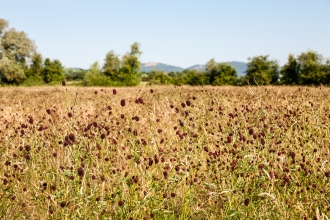 Great burnet at Hardwick Green Meadows by Paul Lane