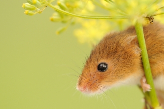 Harvest mouse