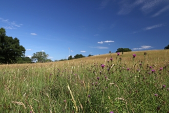 Nash's Meadows by Wendy Carter