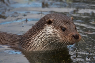 Otter by Elliot Smith