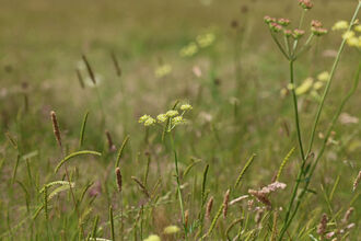 Pepper saxifrage at Hardwick Green Meadows 