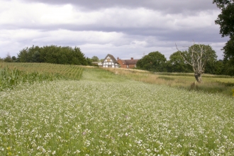 Lower Smite Farm wide field margin by Caroline Corsie