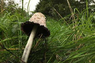 Shaggy Inkcap