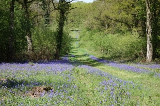 Grafton Wood by Helen Woodman