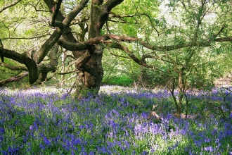 Beaconwood and The Winsel by Sylvia Davies