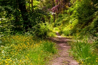 Blackhouse Wood by Paul Lane