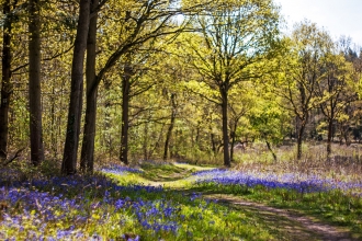 Tiddesley Wood by Paul Lane