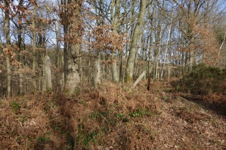 Knowles Coppice