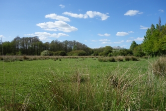 Ipsley Alders Marsh by Wendy Carter