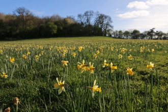 Duke of York Meadow by Wendy Carter