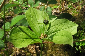 Herb paris by Wendy Carter