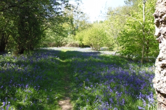 Hunthouse Wood by Andy Harris