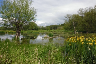 Wilden Marsh