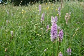 Penorchard Meadows by Wendy Carter