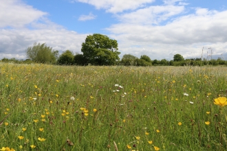 Piddle Brook Meadows by Wendy Carter