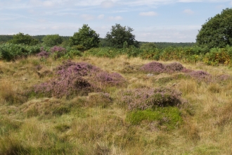 Pound Green Common by Rosemary Winnall