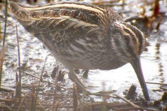 Jack snipe