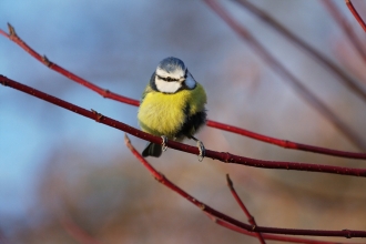 Blue tit by Pete Walkden