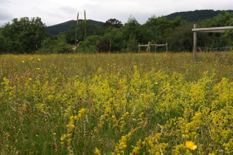 Orchard, Hollybed Farm Meadows by Wendy Carter