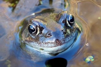Common frog by Betsy Digger