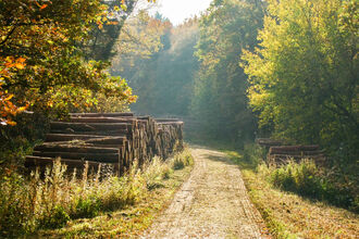 Autumn woodpile by Paul Lane