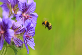 Early bumblebee by Jon Hawkins Surrey Hills Photography