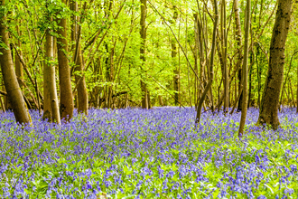 Bluebell Woodland by Paul Lane