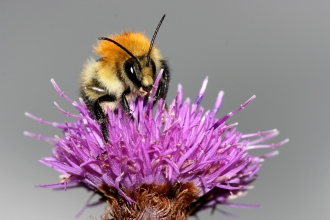 Common carder bee by Wendy Carter