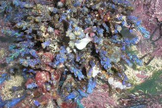 Rainbow wrack