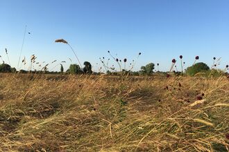 Great burnet at Hardwick Green Meadows by Mandy Butterworth