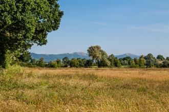 Hardwick Green Meadows by Paul Lane