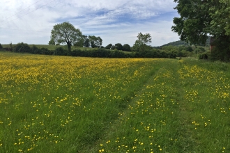 Hollybed Farm Meadows by Hannah Thomas