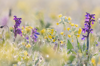 Cowslips and orchids by Robin Couchman