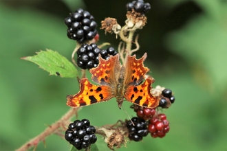 Comma on blackberries by Carl Graef