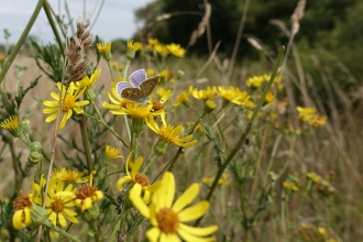 Common Blue Butterfly