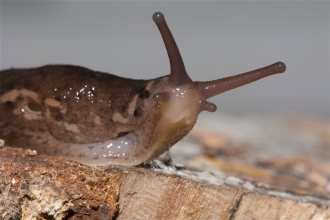 Leopard slug looking at the camera by Rosemary Winnall