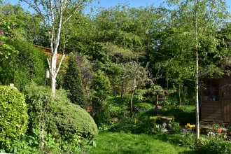 Hedges in an urban garden by Nicki Farmer