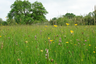 Melrose Farm Meadows