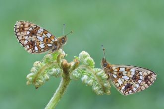 Small pearl-bordered butterflies facing each other on a piece of bracken by David Oliver